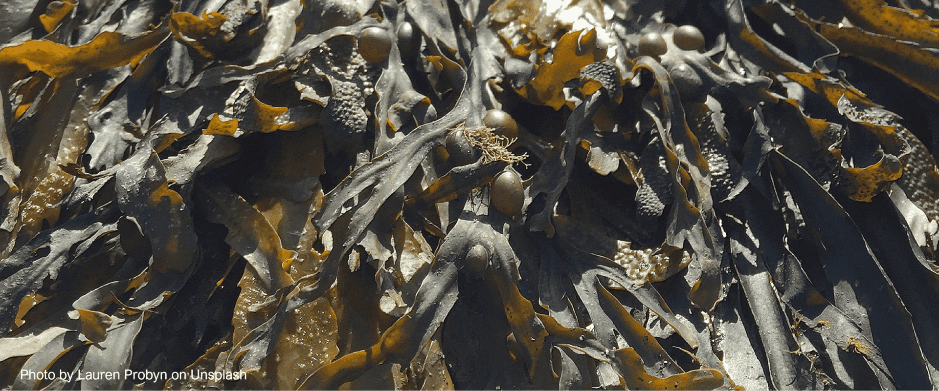 Kelp image